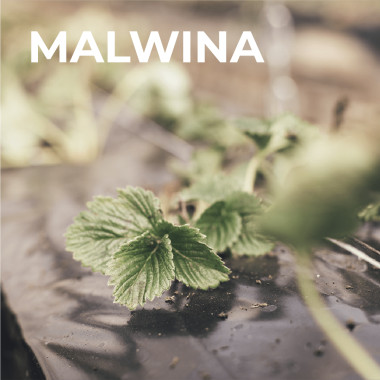 MALWINA (frigo, A++)