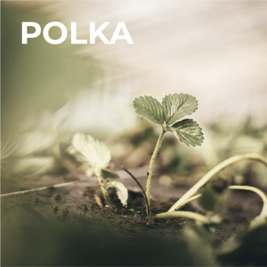 POLKA (frigo, WB)