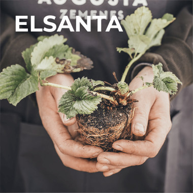 ELSANTA (frigo, TRAY) 2026....