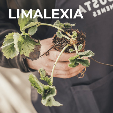 LIMALEXIA (frigo, TRAY)