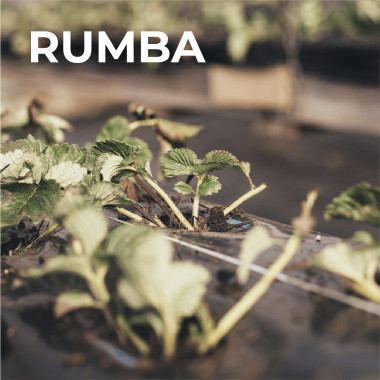 RUMBA (apsakņots stāds)