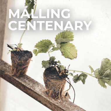 MALLING CENTENARY (frigo,...