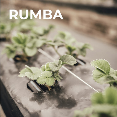 RUMBA (frigo, A+)