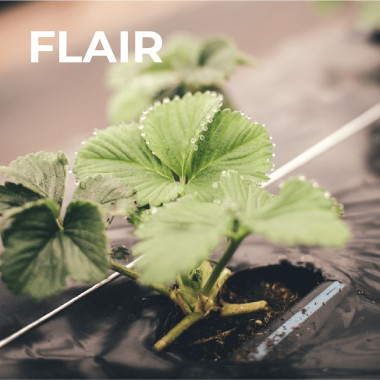 FLAIR (frigo, WB) 2026....