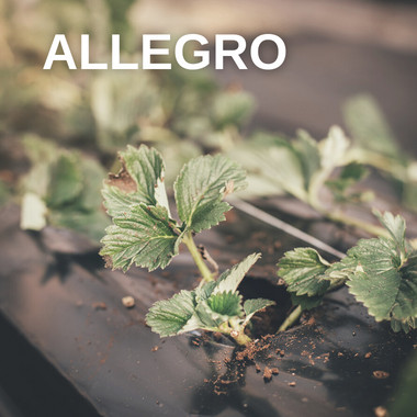 ALLEGRO (WB, saknenis)...