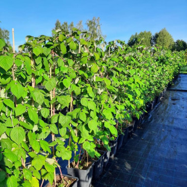 DZINTARS-JANTARNIJ...