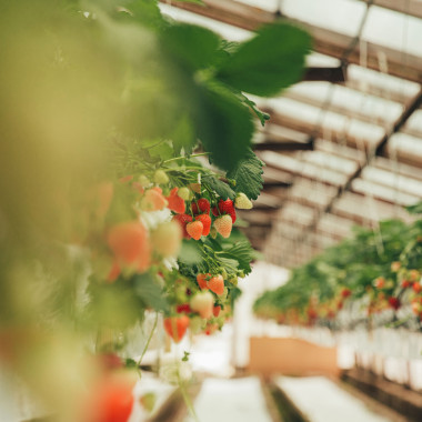 TWIST (frigo, TRAY) 2026....