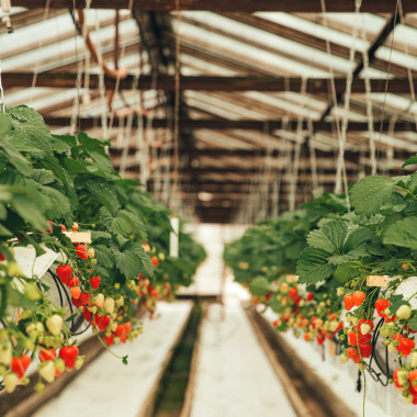 FLAIR (frigo, TRAY) 2026....