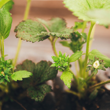 RUMBA frigo (TRAY) 2026....