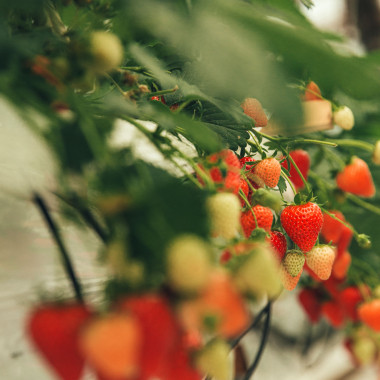 ALLEGRO (WB, saknenis)...