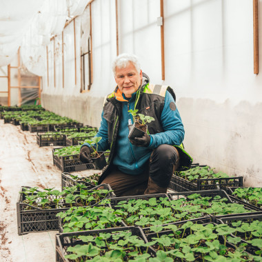 ALLEGRO (WB, saknenis)...