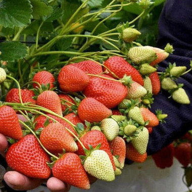 Aurora Karima (frigo TRAY,...