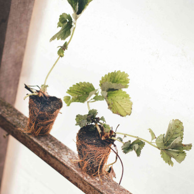 FLORICE (frigo TRAY,...