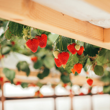 VERDI (frigo WB, saknenis)...