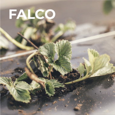 FALCO frigo (TRAY) 2026....