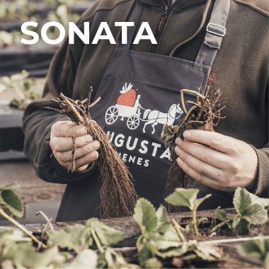 SONSATION (frigo, WB)
