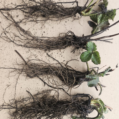 VERDI (frigo WB, saknenis)...