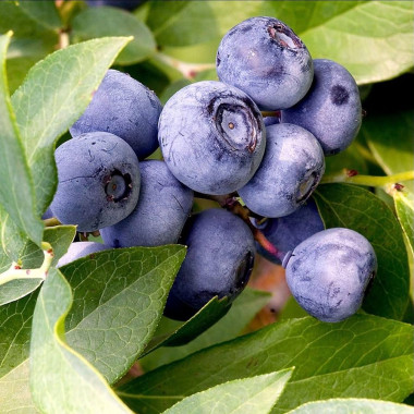 BLUECROP (konteinerā...