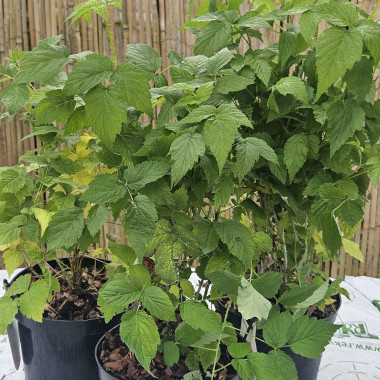 Black Jewel/melnās...