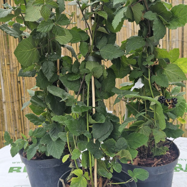 Kazene "Black Satin"