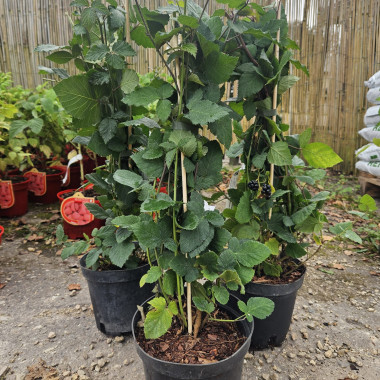 Kazene "Black Satin"