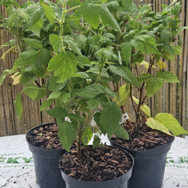 Magda/ vasaras avenes...