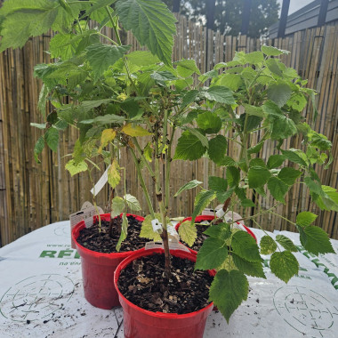 Glen Dee/vasaras avenes...