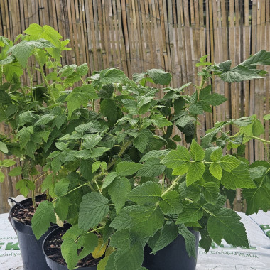 Golden Queen/vasaras...