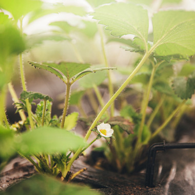 LIMALEXIA (frigo, WB) 2026....