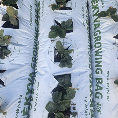 Audzēšanas maiss...