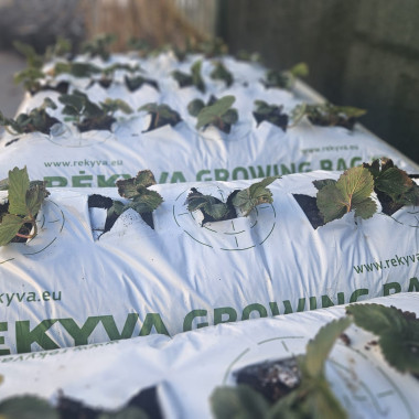 Audzēšanas maiss...