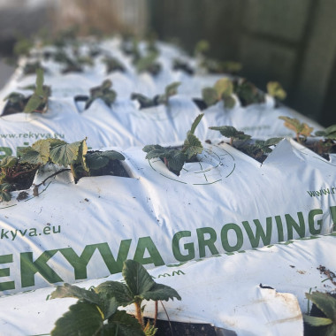 Audzēšanas maiss...