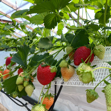 FPS-17-6597-3 (frigo, TRAY)...