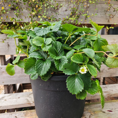 SONATA (3 apsakņoti stādi...