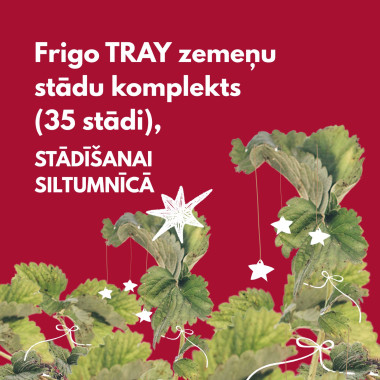 FRIGO TRAY zemeņu stādu...