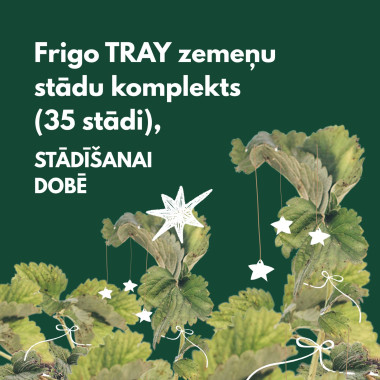 FRIGO TRAY zemeņu stādu...