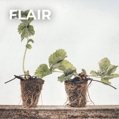 FRIGO TRAY zemeņu stādu...