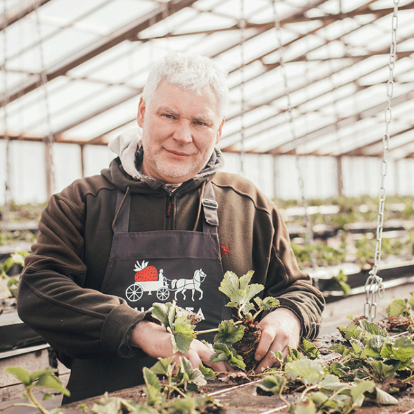 Zemeņu sezonu plāno sākt maija vidū