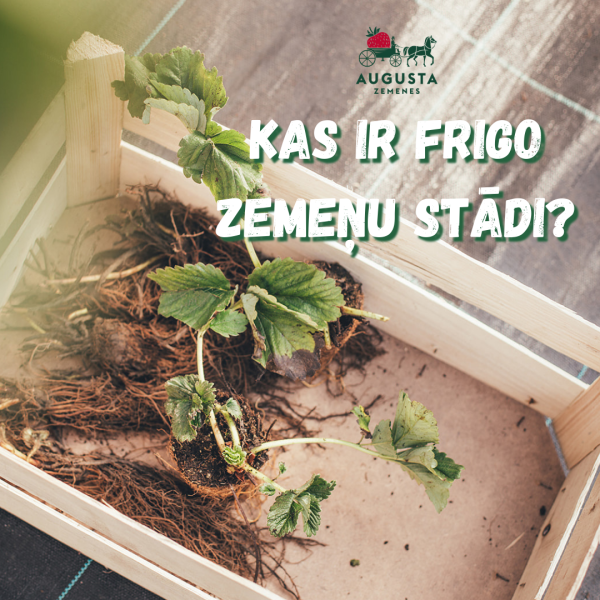 Kas ir frigo zemeņu stādi?