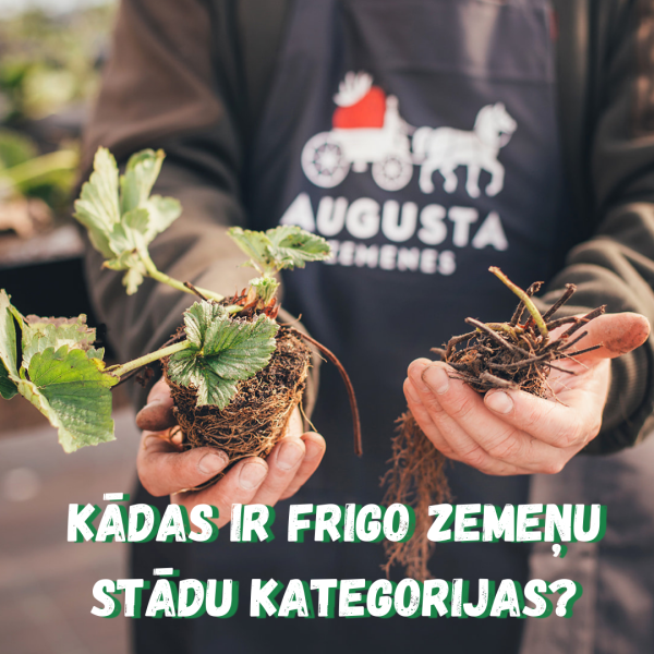 Kādas ir frigo zemeņu stādu kategorijas?